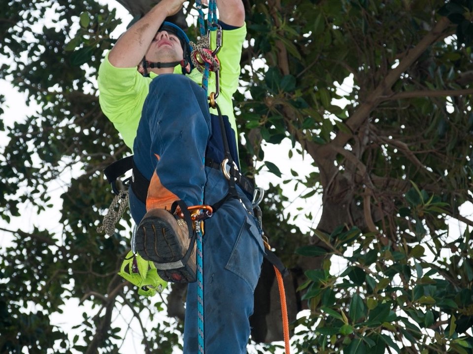 Qualified arborist working in a mature tree during a risk assessment in Dumfries and Galloway