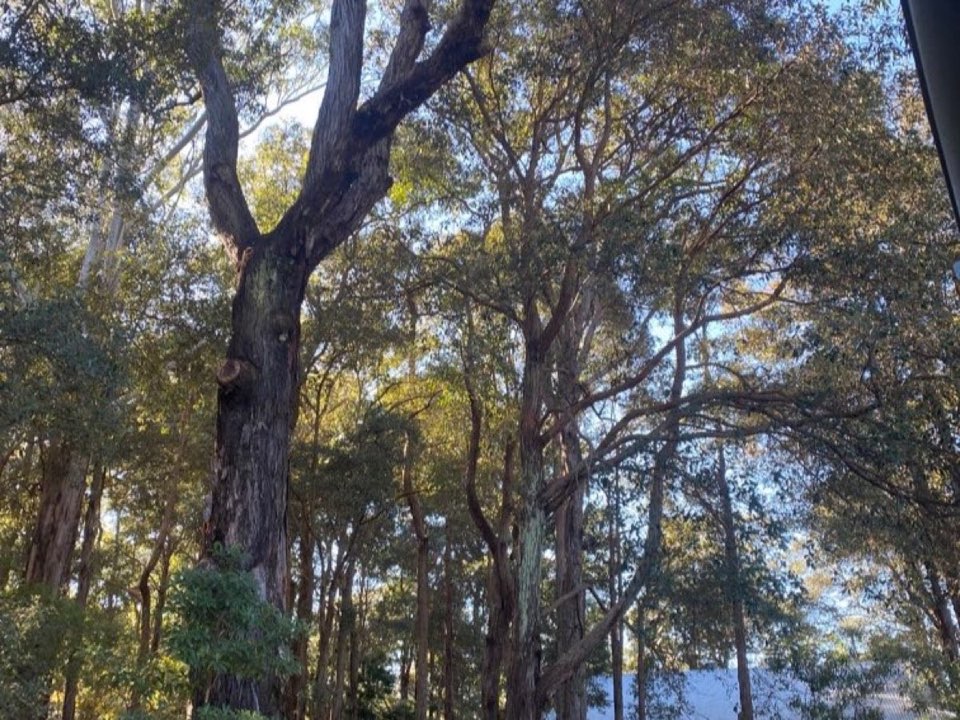 Mature trees in a Dumfries and Galloway parkland setting due for routine re-inspection